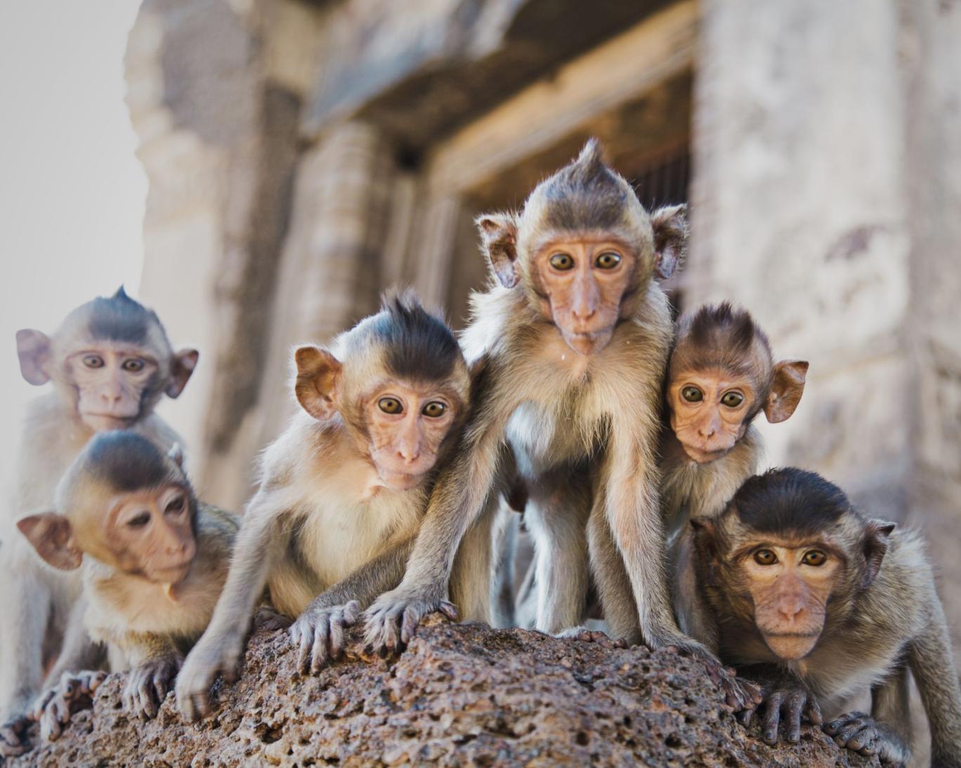 میمون‌های اجتماعی میکروب‌های «خوب» بیشتری دارند