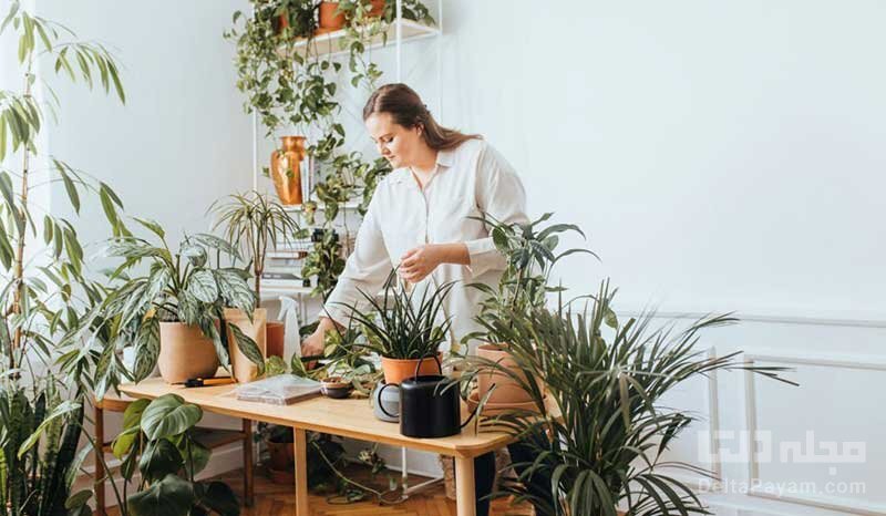 مکان‌های مرگبار برای نگهداری گیاهان آپارتمانی