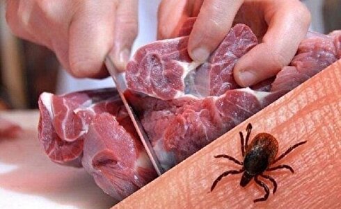 تب کریمه کنگو؛ بیماری خطرناک مشترک بین انسان و دام
