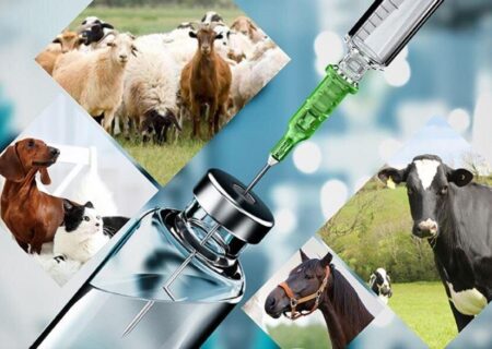 آقاپور کاظمی: ۱۱۰۰ تن داروی دامپزشکی در مازندران تولید شد