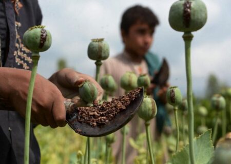 خشخاش وزارت بهداشت یا شقایق ستاد مبارزه با مواد مخدر؛ کدام کِشت می‌شود؟