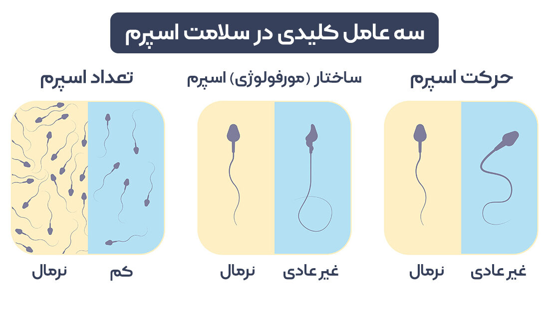 درمان خانگی اسپرم ضعیف با بررسی دقیق مطالعات علمی