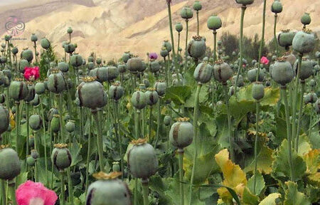 فروش خشخاش در عطاری‌ها قانونی است؟