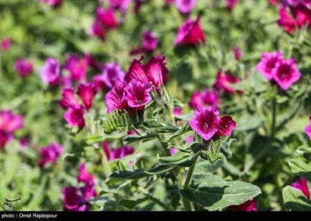 مصرف این گل سبب کاهش استرس و اضطراب می‌شود