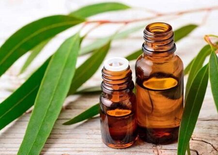 گیاهی مفید برای آبرسانی پوست و درد مفاصل