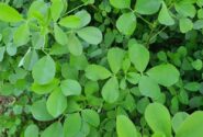 گیاهی که باورتان نمی‌شود ضد کلسترول و قند باشد