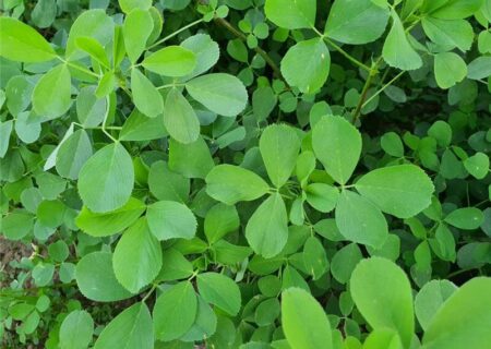 گیاهی که باورتان نمی‌شود ضد کلسترول و قند باشد