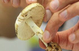 مصرف این قارچ‌ها جانتان را تهدید می‌کند!