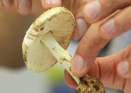 مصرف این قارچ‌ها جانتان را تهدید می‌کند!