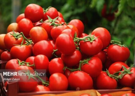 نقش گوجه فرنگی در سلامت لثه