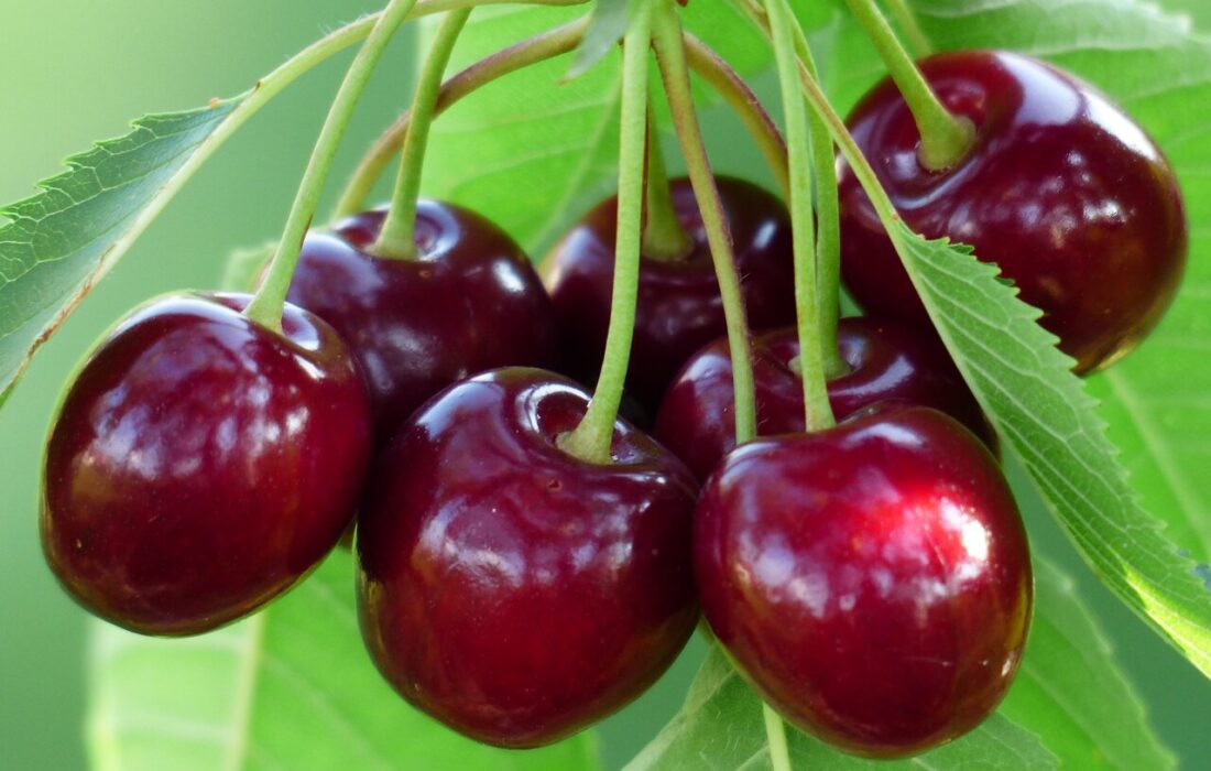 خواص گیلاس از نگاه طب سنتی