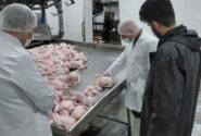 خمیر مرغ زیر ذره‌بین نظارت سازمان غذا و دارو 